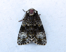 Askekveldfly (Craniophora ligustri)