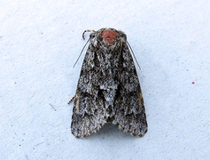 Broket kveldfly (Acronicta auricoma)