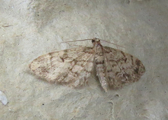 Grandvergmåler (Eupithecia tantillaria)