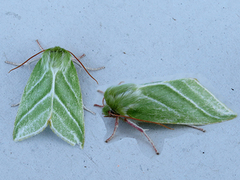 Rødfrynset båtfly (Pseudoips prasinana)