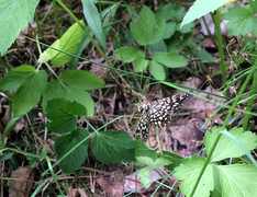 Rutemåler (Semiothisa clathrata)