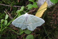 Løvskogmåler (Campaea margaritaria)