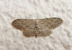 Grå engmåler (Idaea seriata)