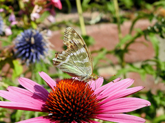 Keiserkåpe (Argynnis paphia)