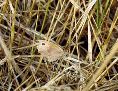 Rappringvinge (Maniola jurtina)