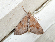 Furubarmåler (Thera obeliscata)