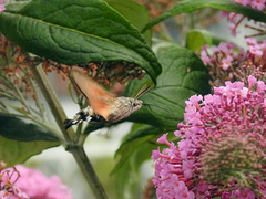 Dagsvermer (Macroglossum stellatarum)