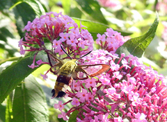 Bredkantet humlesvermer (Hemaris fuciformis)