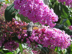 Dagsvermer (Macroglossum stellatarum)