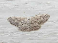 Grå engmåler (Idaea seriata)