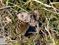 Skogringvinge (Pararge aegeria)