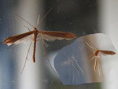 Vindelfjærmøll (Emmelina monodactyla)