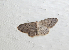 Grå engmåler (Idaea seriata)