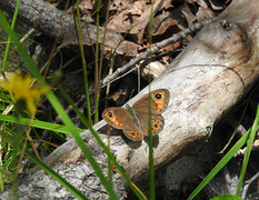 Klipperingvinge (Lasiommata maera)