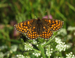 Marimjellerutevinge (Melitaea athalia)