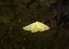 Sitronmåler (Opisthograptis luteolata)