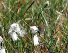 Myrringvinge (Coenonympha tullia)