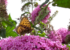 Aglajaperlemorvinge (Argynnis aglaja)