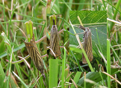 Årenebbmott (Chrysoteuchia culmella)