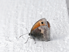 Engringvinge (Coenonympha pamphilus)