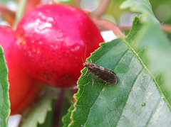 Diplodoma laichartingella