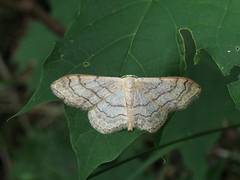 Vinkelengmåler (Idaea aversata)