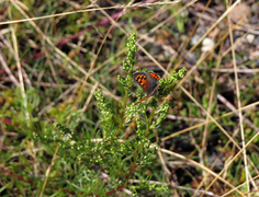 Ildgullvinge (Lycaena phlaeas)