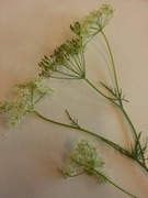 Hundekjeks (Anthriscus sylvestris)