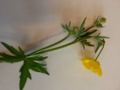 Bakkesoleie (Ranunculus acris)