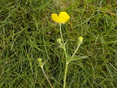 Bakkesoleie (Ranunculus acris)