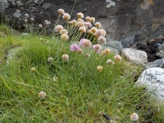 Fjærekoll (Armeria maritima)