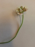 Hvitkløver (Trifolium repens)