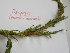 Engsyre (Rumex acetosa)