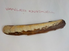 Knivskjell (Ensis sp.)