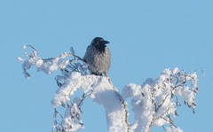 Kråke (Corvus cornix)