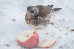 Gråtrost (Turdus pilaris)