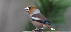 Kjernebiter (Coccothraustes coccothraustes)