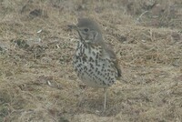 Måltrost (Turdus philomelos)