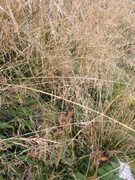 Sølvbunke (Deschampsia cespitosa subsp. cespitosa)