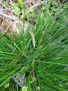 Sølvbunke (Deschampsia cespitosa subsp. cespitosa)