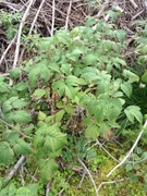 Bringebær (Rubus idaeus)