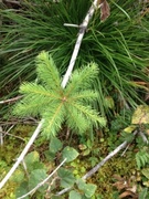 Gran (Picea abies)