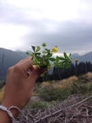 Tepperot (Potentilla erecta)