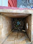 Stær (Sturnus vulgaris)