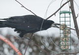 Kornkråke (Corvus frugilegus)