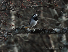 Linerle (Motacilla alba)