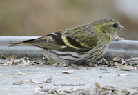 Grønnsisik (Carduelis spinus)