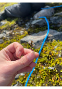 Fjelløyentrøst (Euphrasia wettsteinii)