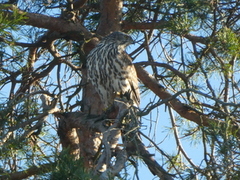 Hønsehauk (Accipiter gentilis)