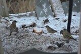 Grønnfink (Carduelis chloris)